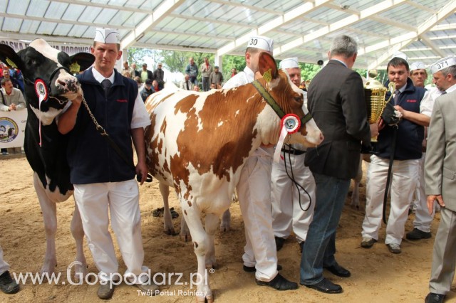 VII Ogólnopolska Wystawa Bydła Hodowlanego - 43