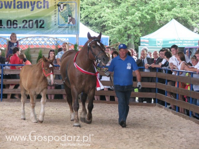 Konie - Szepietowo 2012 XIX Regionalna Wystawa Zwierząt Hodowlanych - 32