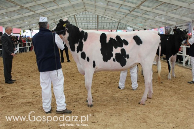 VII Ogólnopolska Wystawa Bydła Hodowlanego - 55
