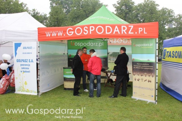 Pierwsze dni indyka w Koźminku