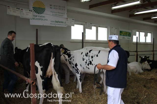 VII Ogólnopolska Wystawa Bydła Hodowlanego - 70