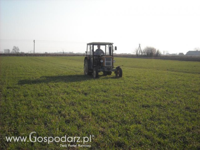 Na tle pięknego żyta 