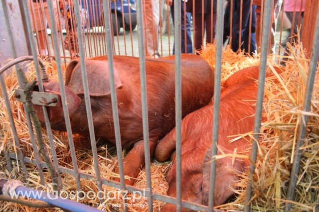 XX Targi Rolnicze Lubniewice