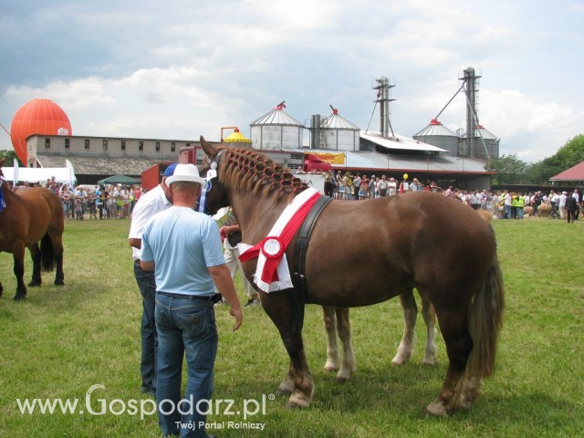 Konie - Szepietowo 2012 XIX Regionalna Wystawa Zwierząt Hodowlanych - 11