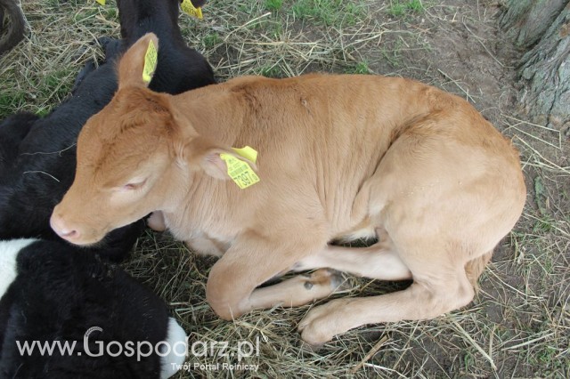 VII Ogólnopolska Wystawa Bydła Hodowlanego - 102