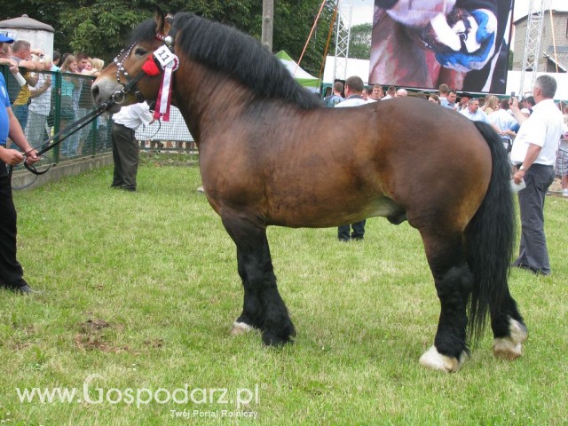 Konie - Szepietowo 2012 XIX Regionalna Wystawa Zwierząt Hodowlanych - 16