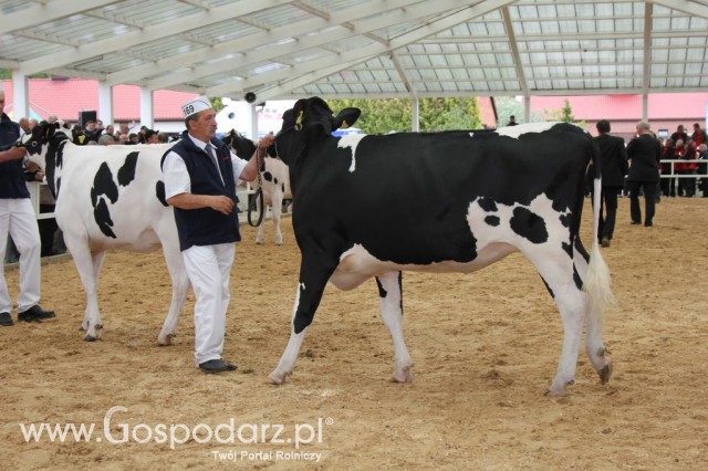 VII Ogólnopolska Wystawa Bydła Hodowlanego - 50