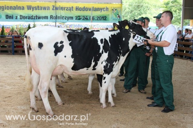 Bydło - Szepietowo 2012 XIX Regionalna Wystawa Zwierząt Hodowlanych - 91