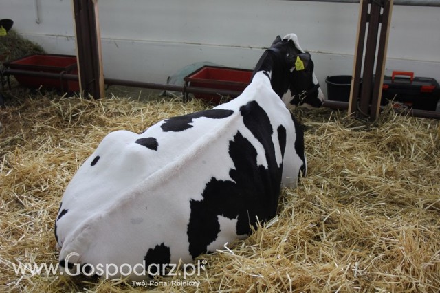 VII Ogólnopolska Wystawa Bydła Hodowlanego - 74