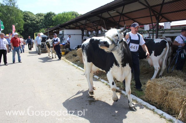 Bydło - Szepietowo 2012 XIX Regionalna Wystawa Zwierząt Hodowlanych - 41