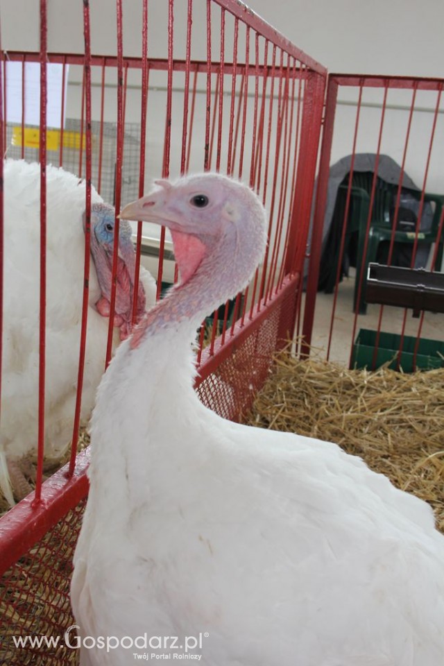 Drób - Szepietowo 2012 XIX Regionalna Wystawa Zwierząt Hodowlanych - 48