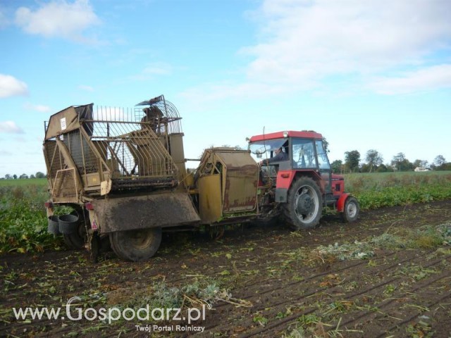 Zetor 5211 i Neptun w akcji;p