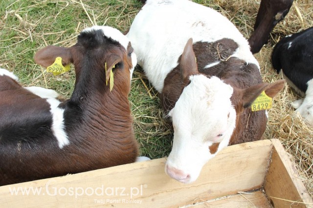 VII Ogólnopolska Wystawa Bydła Hodowlanego - 98