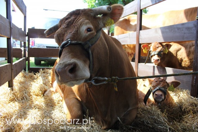 Bydło - Szepietowo 2012 XIX Regionalna Wystawa Zwierząt Hodowlanych - 28
