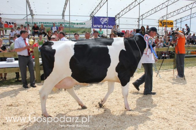 Nagordy dla superchampionów i championów  - 5