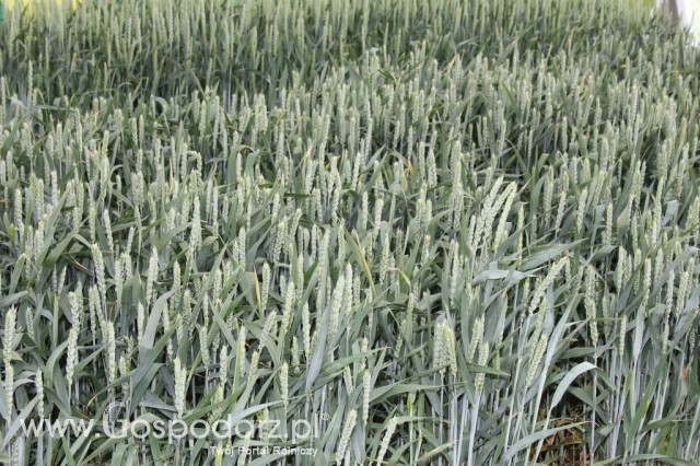 Zielone Agro Show Kąkolewo - Polskie Zboża  - 36