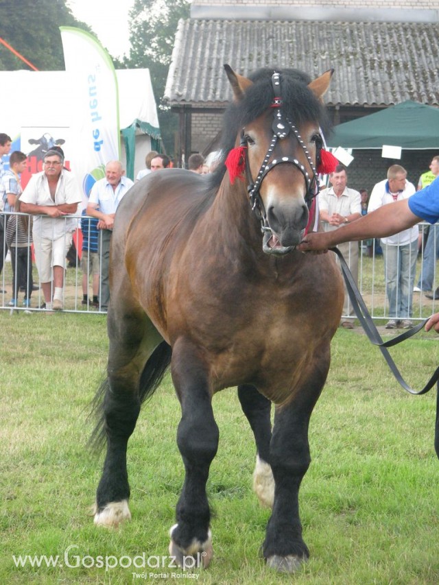 Konie - Szepietowo 2012 XIX Regionalna Wystawa Zwierząt Hodowlanych - 25