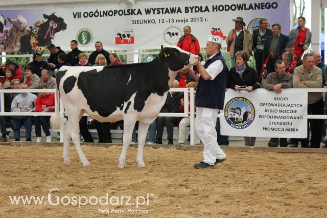 VII Ogólnopolska Wystawa Bydła Hodowlanego - 37