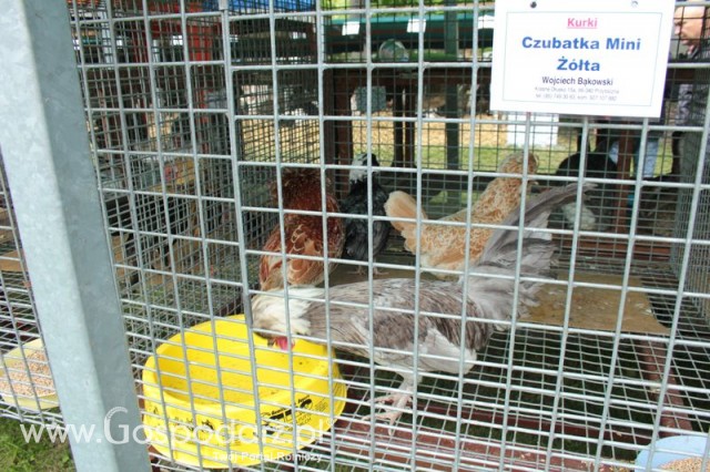 Czubatka Mini Żółta 