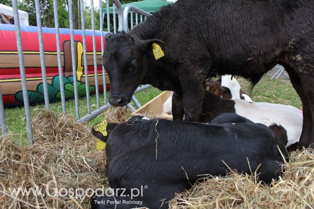 VII Ogólnopolska Wystawa Bydła Hodowlanego - 97