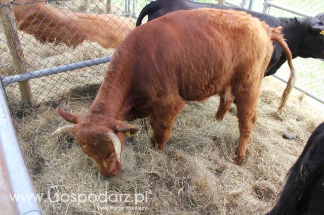 XX Targi Rolnicze Lubniewice