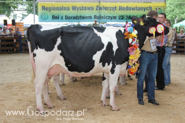 Bydło - Szepietowo 2012 XIX Regionalna Wystawa Zwierząt Hodowlanych - 130