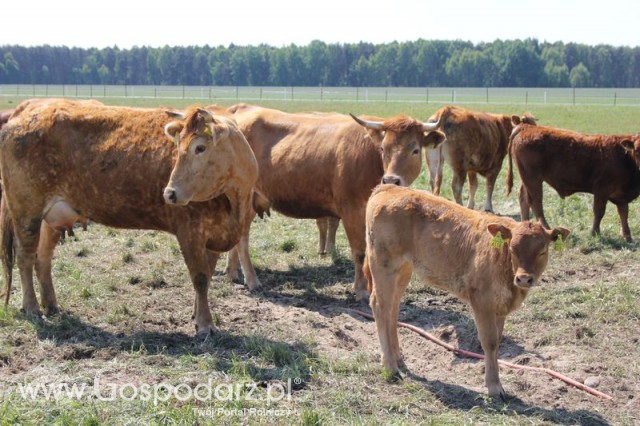 Wypas bydła zdjęcie nr 4