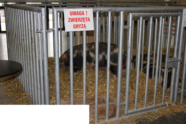 Foto reportaż z Międzynarodowych Targów Hodowli Zwierząt FARMA