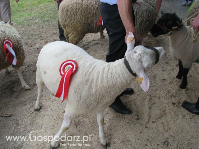 Owce - Szepietowo 2012 XIX Regionalna Wystawa Zwierząt Hodowlanych - 26