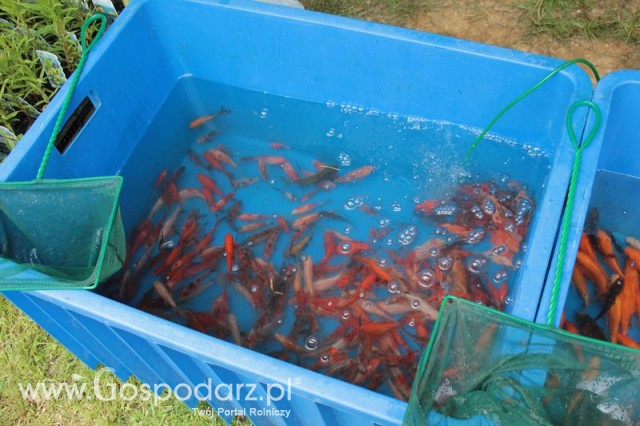 XX Targi Rolnicze Lubniewice 