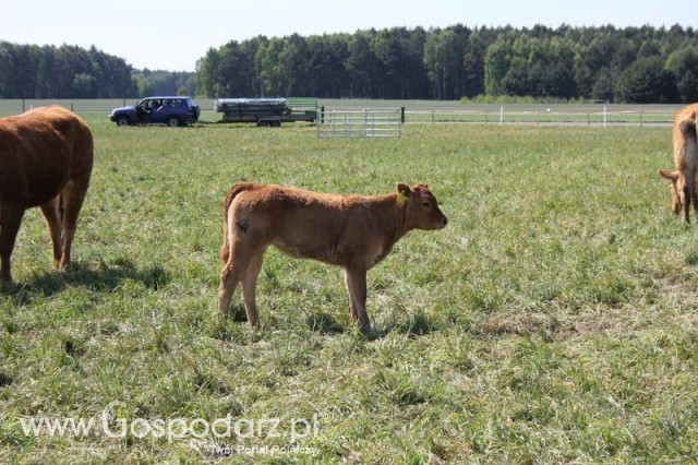 Wypas bydła zdjęcie nr 11