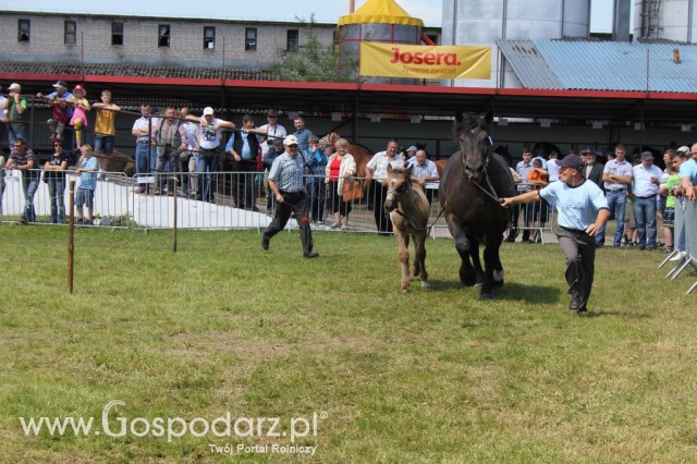 Konie - Szepietowo 2012 XIX Regionalna Wystawa Zwierząt Hodowlanych - 7