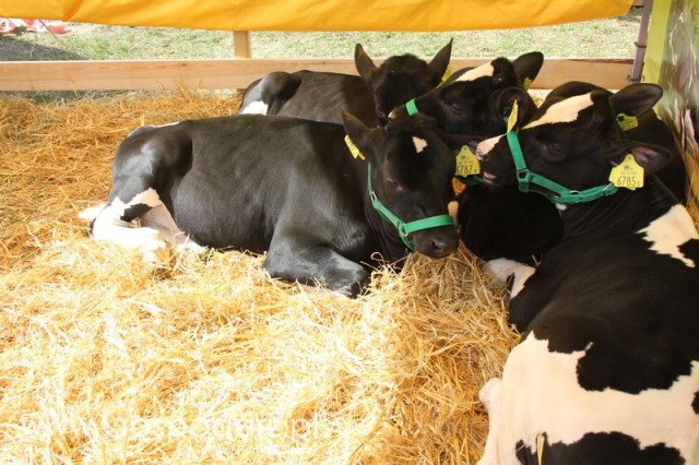 Foto reportaż z Targów Rolno-Ogrodnicze AGROMARSZ Marszew 2011