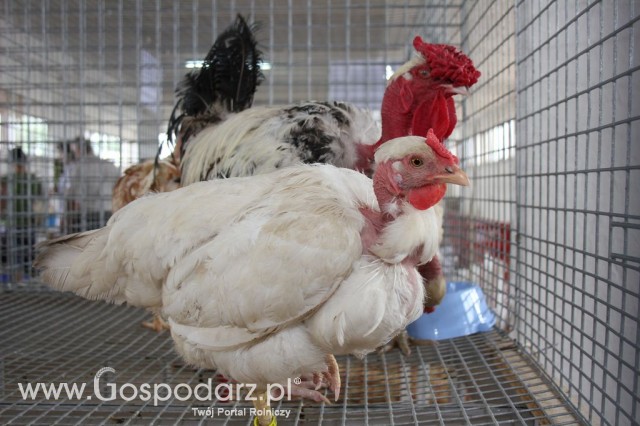 Drób - Szepietowo 2012 XIX Regionalna Wystawa Zwierząt Hodowlanych - 31
