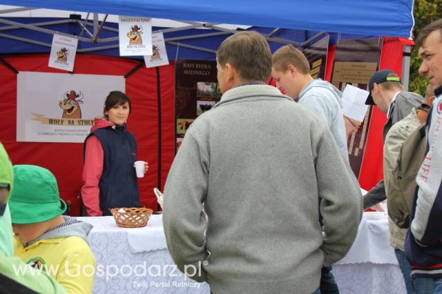 VII Ogólnopolska Wystawa Bydła Hodowlanego - 178