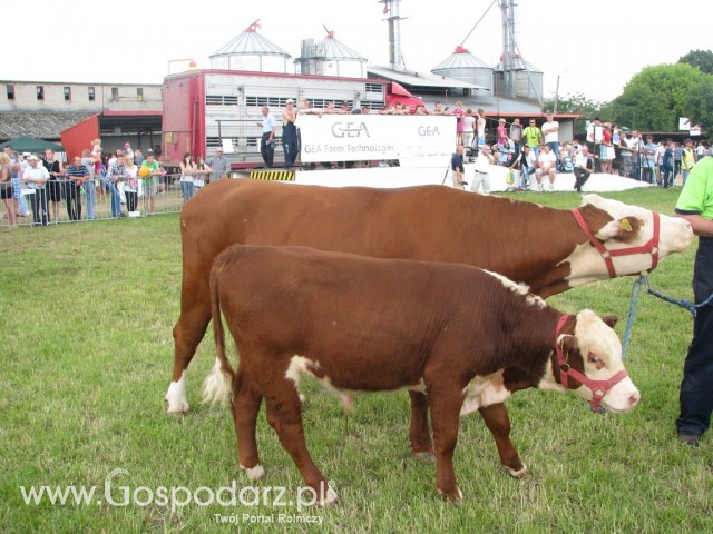 Bydło - Szepietowo 2012 XIX Regionalna Wystawa Zwierząt Hodowlanych - 56