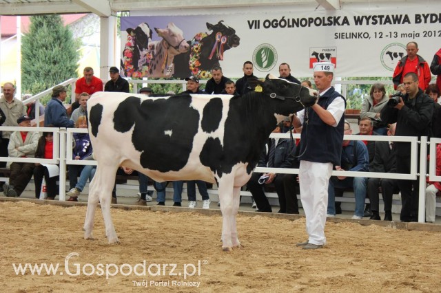 VII Ogólnopolska Wystawa Bydła Hodowlanego - 38