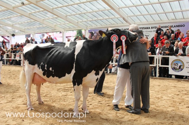 VII Ogólnopolska Wystawa Bydła Hodowlanego - 10
