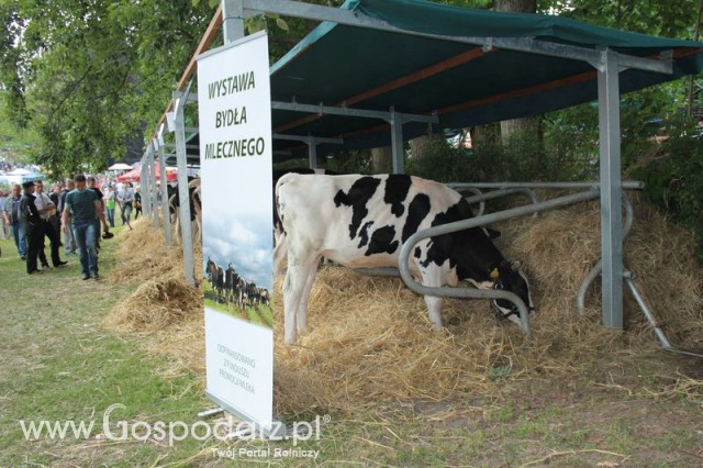 Wystawa Bydła Mlecznego