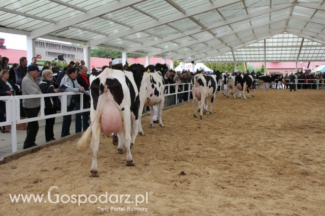 VII Ogólnopolska Wystawa Bydła Hodowlanego - 65