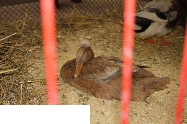 Foto reportaż z Międzynarodowych Targów Hodowli Zwierząt FARMA