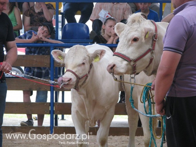 Bydło - Szepietowo 2012 XIX Regionalna Wystawa Zwierząt Hodowlanych - 65