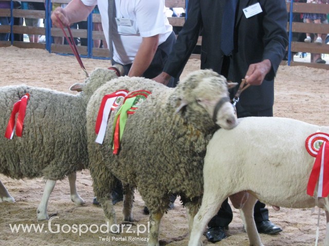 Owce - Szepietowo 2012 XIX Regionalna Wystawa Zwierząt Hodowlanych - 39