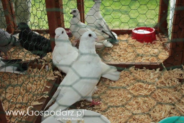 Gołębie Mewka Chińska