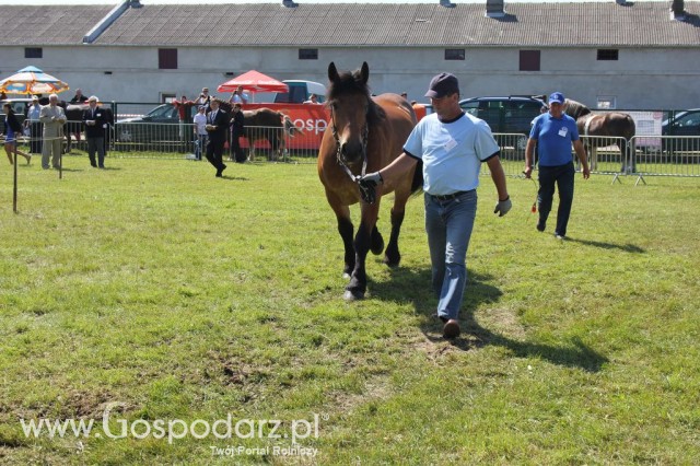 Konie - Szepietowo 2012 XIX Regionalna Wystawa Zwierząt Hodowlanych - 2