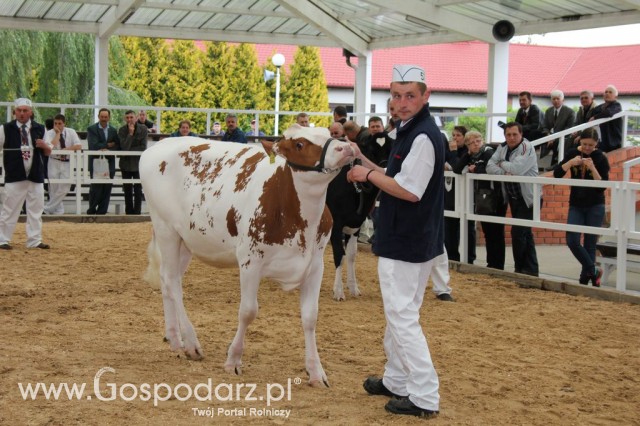 VII Ogólnopolska Wystawa Bydła Hodowlanego - 4