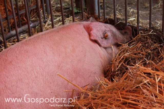 XX Targi Rolnicze Lubniewice