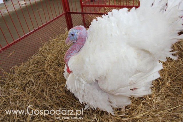 Drób - Szepietowo 2012 XIX Regionalna Wystawa Zwierząt Hodowlanych - 49