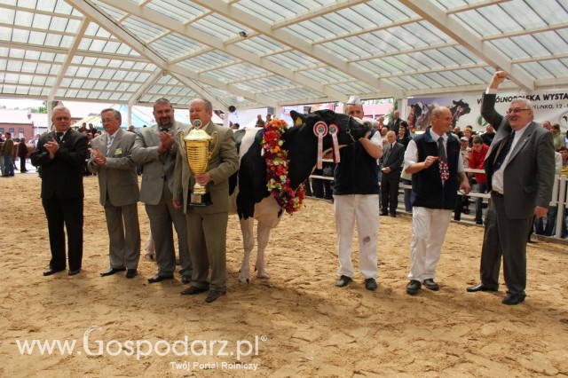 VII Ogólnopolska Wystawa Bydła Hodowlanego - 18