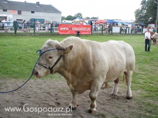 Bydło - Szepietowo 2012 XIX Regionalna Wystawa Zwierząt Hodowlanych - 60